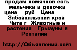 продам хомячков есть мальчики и девочки цена 150руб › Цена ­ 150 - Забайкальский край, Чита г. Животные и растения » Грызуны и Рептилии   